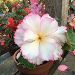 Meet your Posher, Daphne